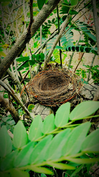 The Empty Nest